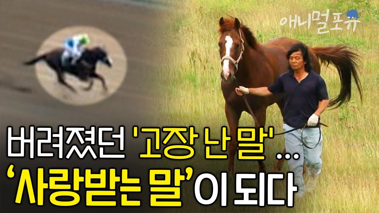 일본에서 '고장 난 말'이라고 버려졌던 경주마가 사랑받는 최고 인기 말이 되기까지 | 다이와 아라지 이야기 | KBS 감성다큐 미지수 100619 방송