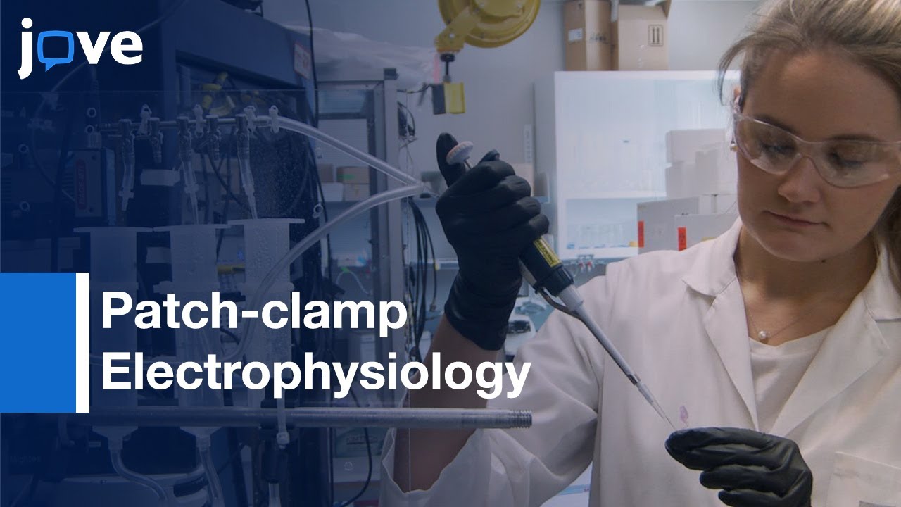 Patch-clamp Electrophysiology for Synaptic Multiplicity Evaluation | Protocol Preview