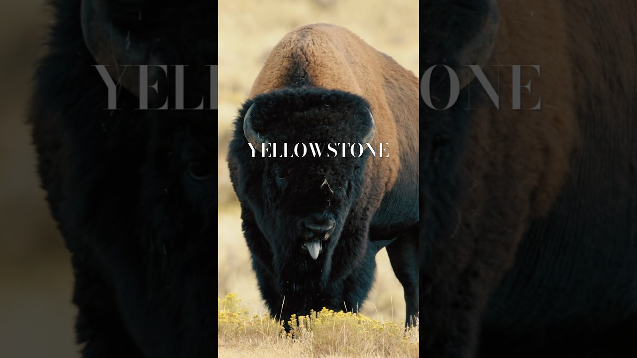 Кто хочет в Йеллоустон? #yellowstone #nationalpark #travel #nature #wildlife #yrshorts #yt