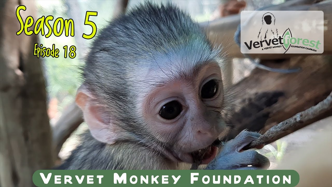 Orphan Baby monkeys everywhere – more hands would be so welcome