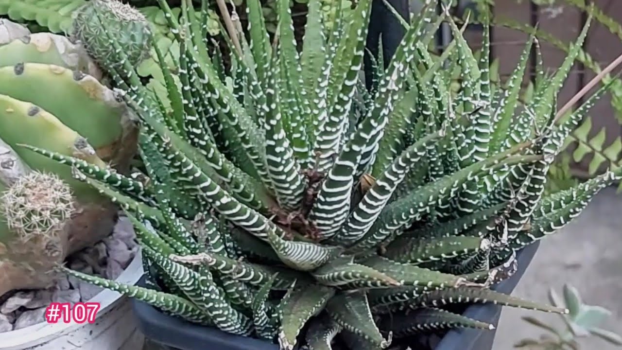 LA PLANTA CEBRA