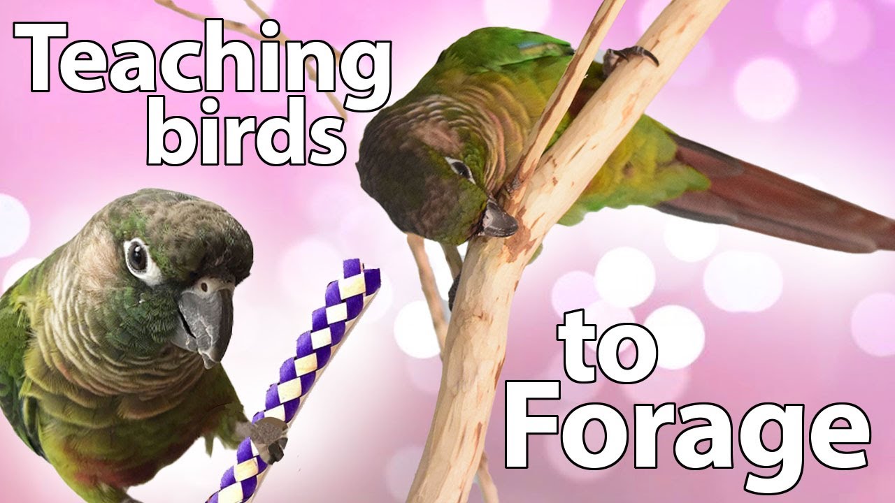 Teaching Birds To Forage | Topics