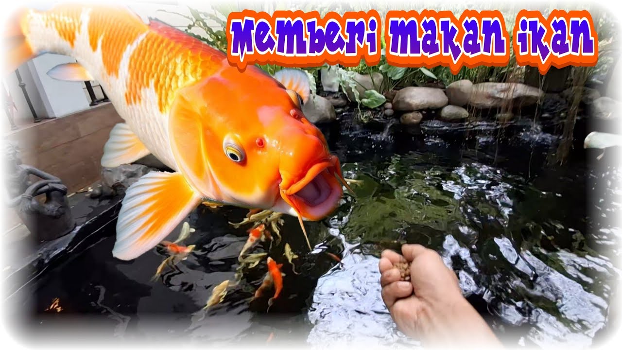 Wow amazing ‼️ ikan warna warni  agresif  