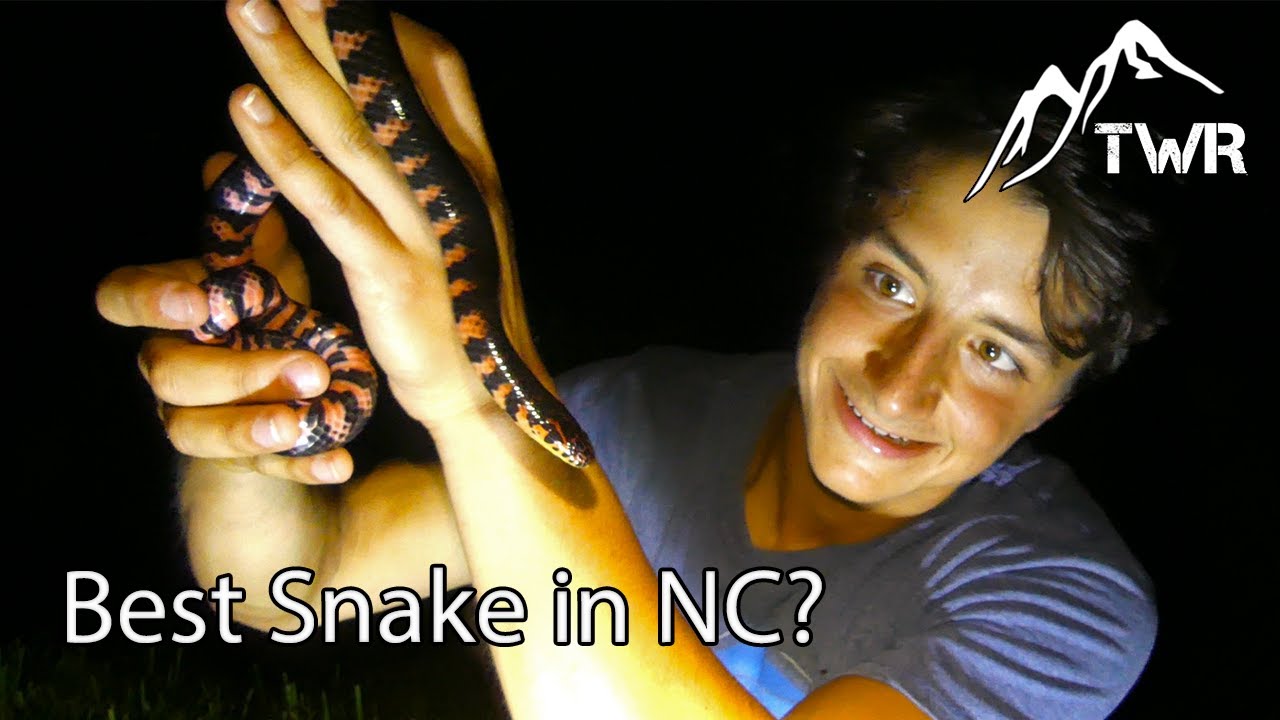 The Eastern Mud Snake: Everything You Need To Know! (4K)