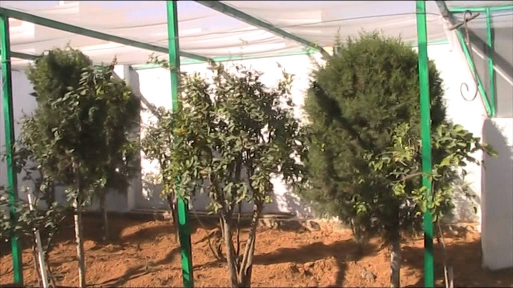 voliere chardonneret pure tunisien
