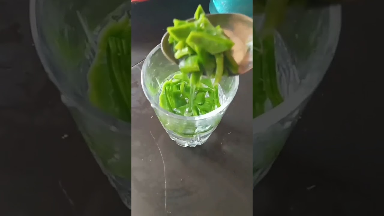 cactus water is a good immune booster