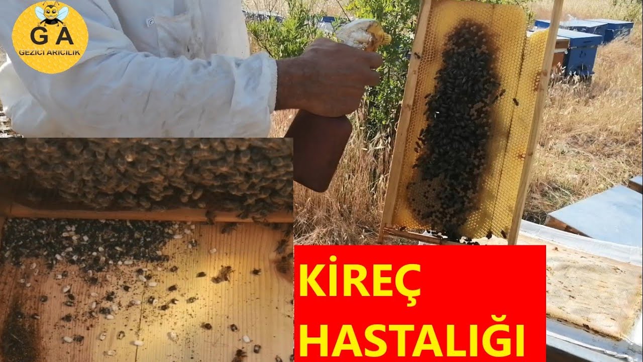 kireç hastalığının tedavisi için karışım hazırladım.  beekeeping. arıcılık.