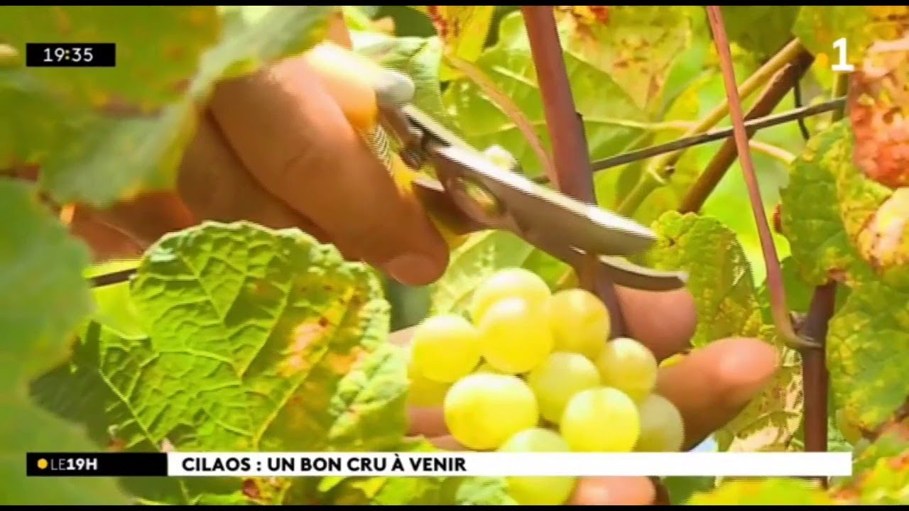 Reportage au cœur des premières vendages à Cilaos