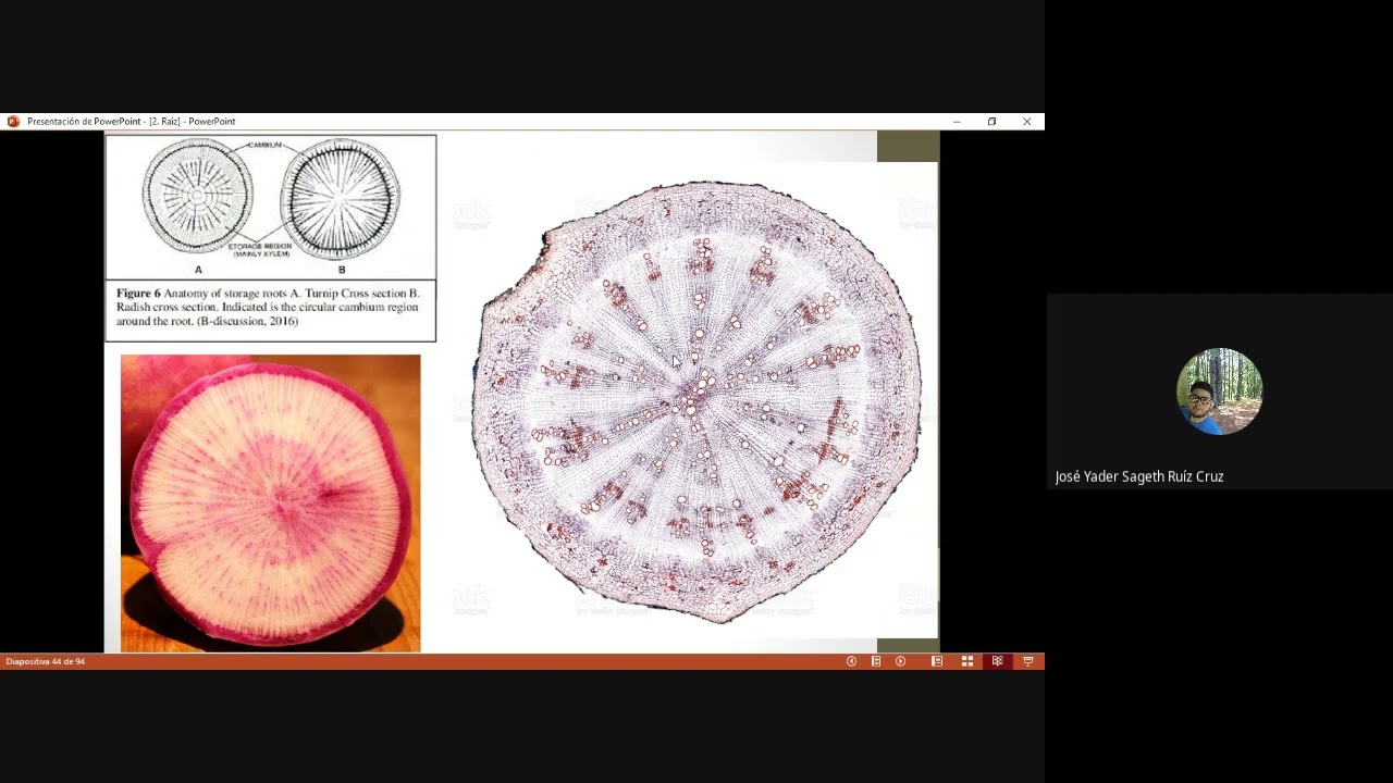 Anatomía y morfología vegetal 2021 - Clase 7