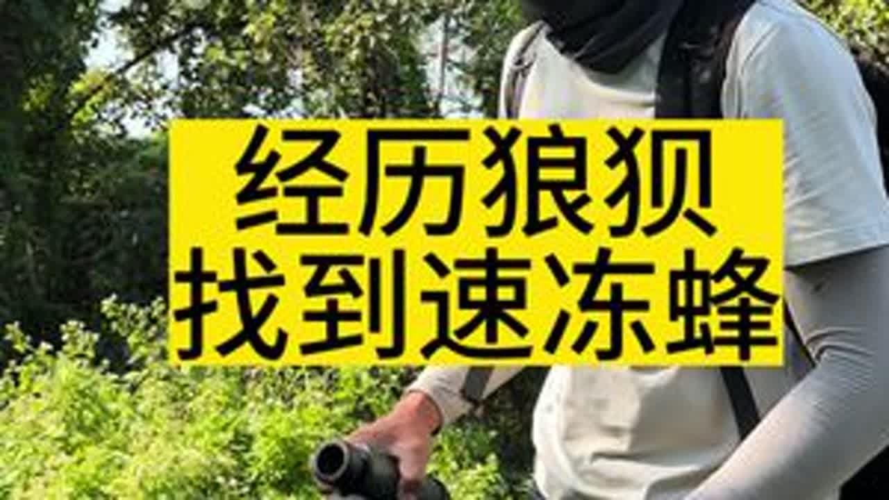 吟诗作对，经历狼狈！找到了速冻蜂！ #找蜂#蜜蜂#养蜂#诱蜂#诱蜂蜡
