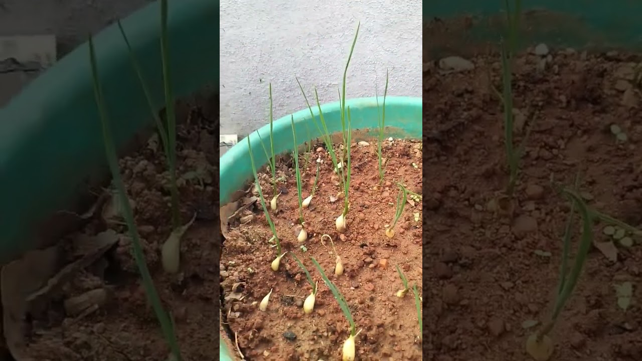 Growing our own food at terrace Garden  