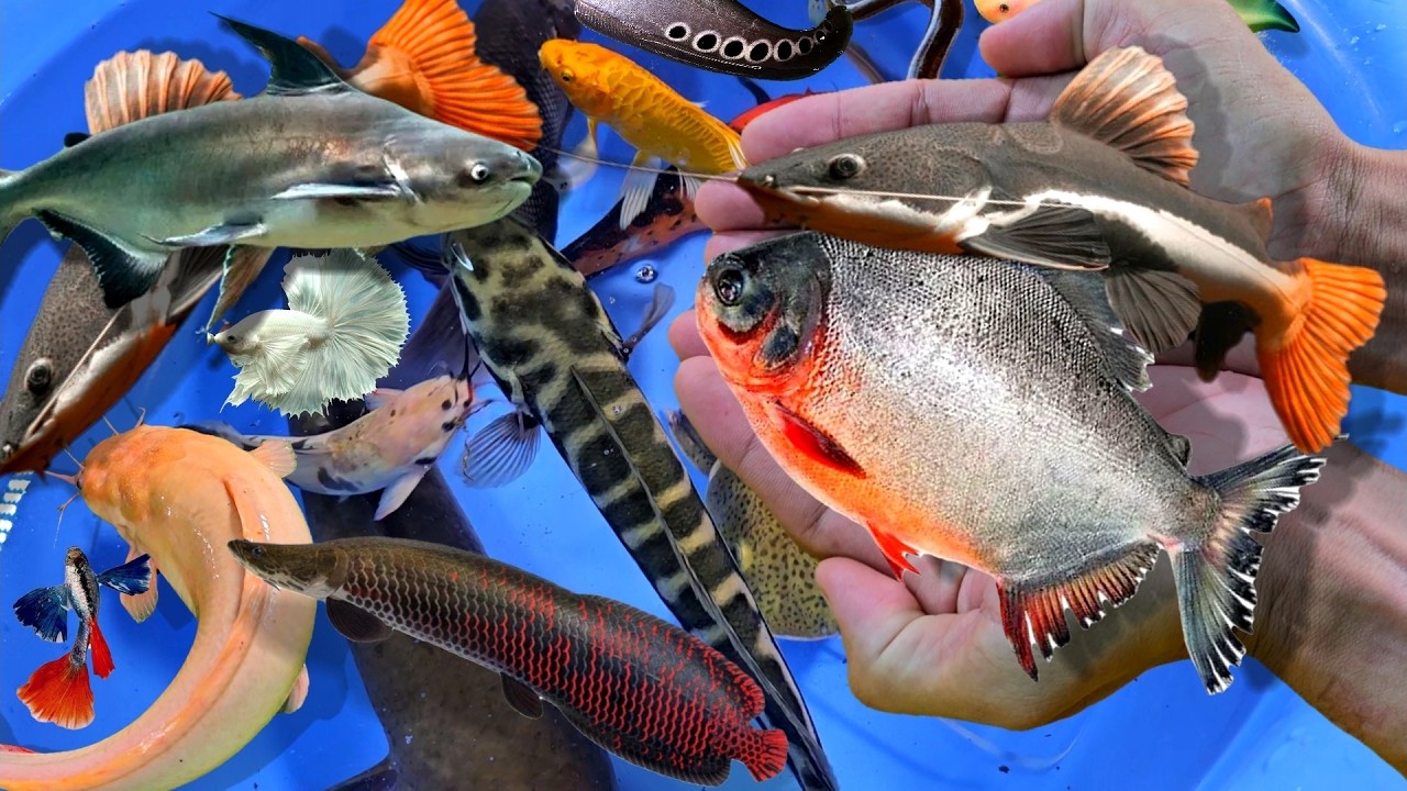 Bắt cá cảnh nước ngọt, cá tai tượng, cá lia thia, cá ba đuôi, cá lóc, cá nemo