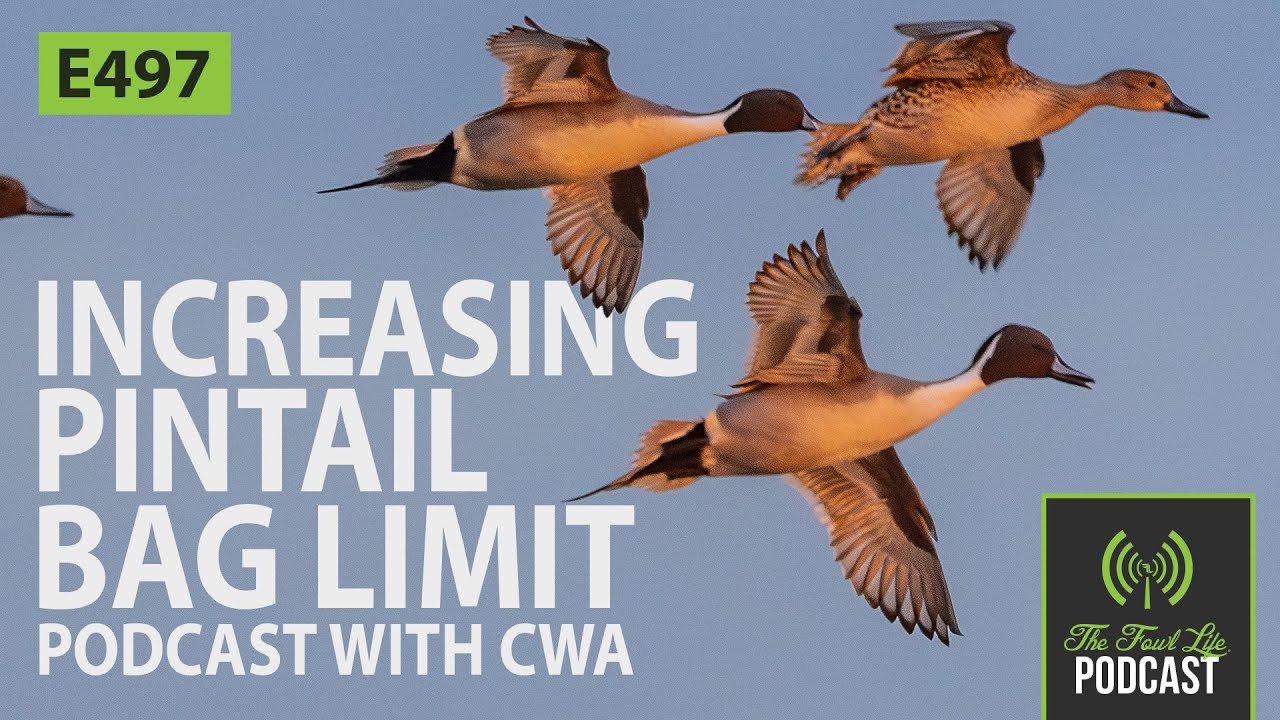 Raising the bag limit on Pintails in California - Podcast with CWA