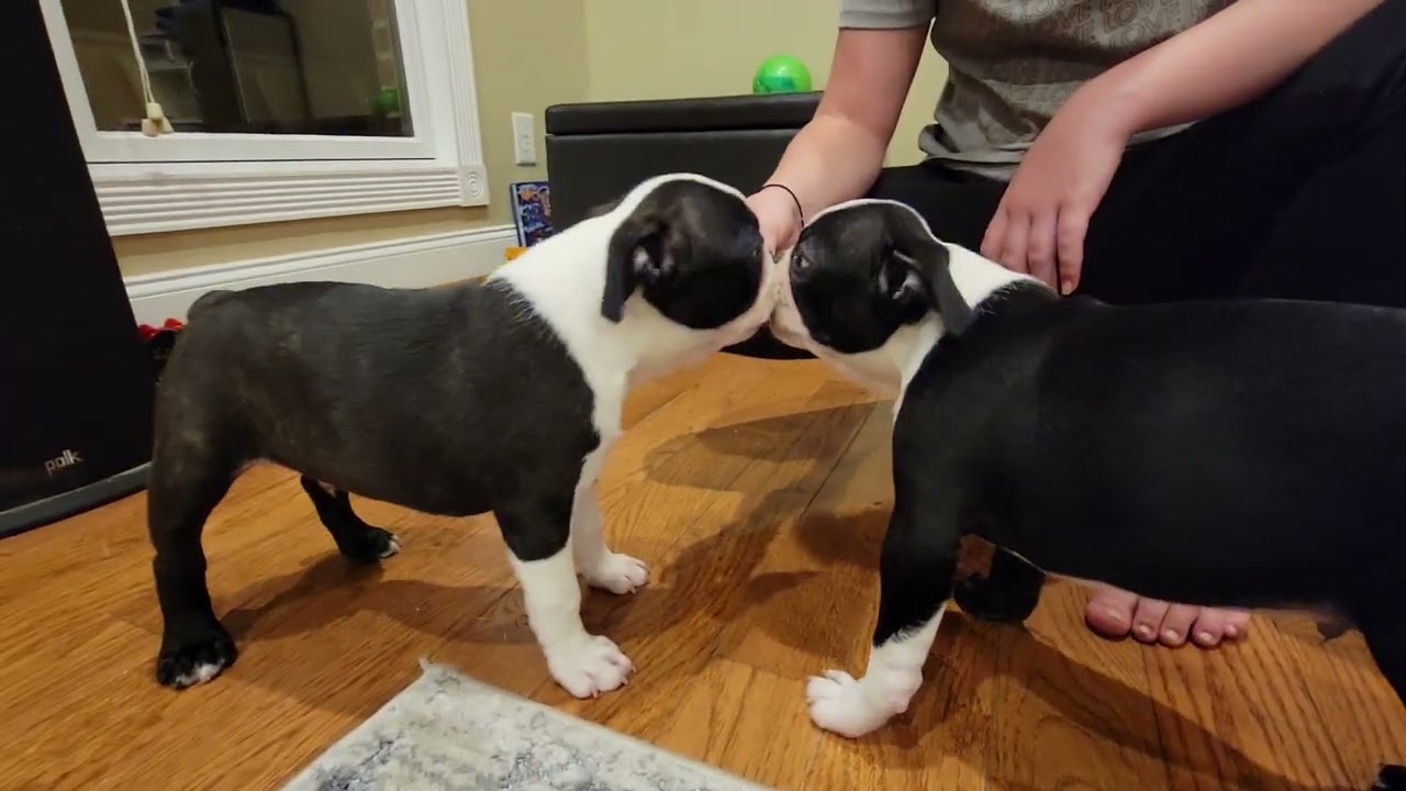 Bertha's boys - AKC Boston Terriers- 9 weeks old