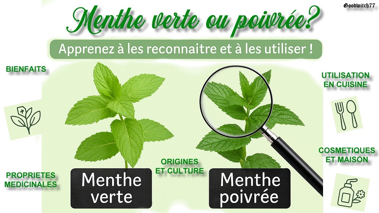 Menthe verte ou menthe poivrée  Comment les reconnaître et bien les utiliser? Bienfaits propriétés