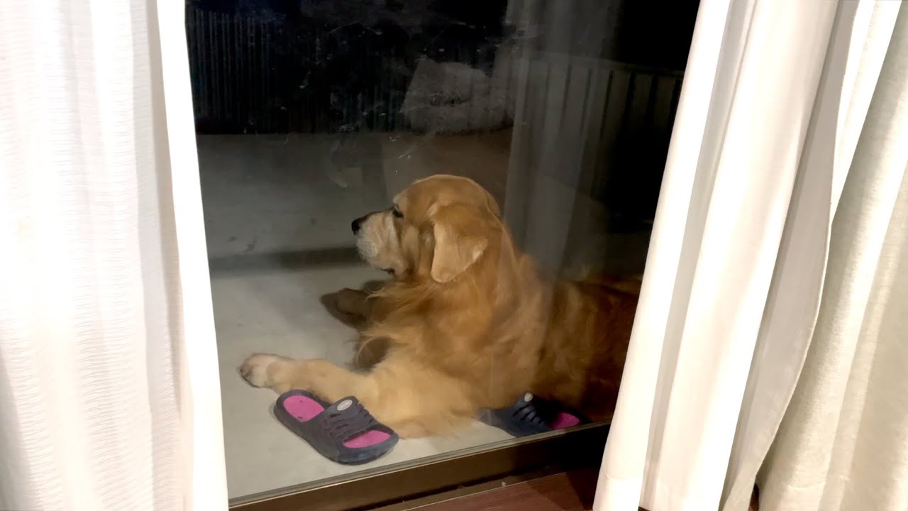 大好きな飼い主に怒られたショックで家の中に入ってこなくなった犬がこちらです。