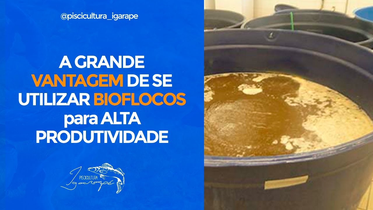 VALE A PENA CRIAR PEIXE EM SISTEMA DE BIOFLOCOS (Existe VANTAGEM?)