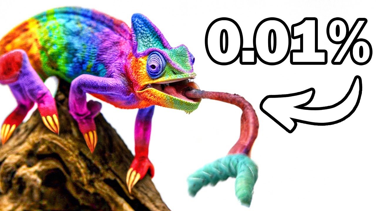 J'ai Eu Le Lézard De Compagnie Le Plus Rare