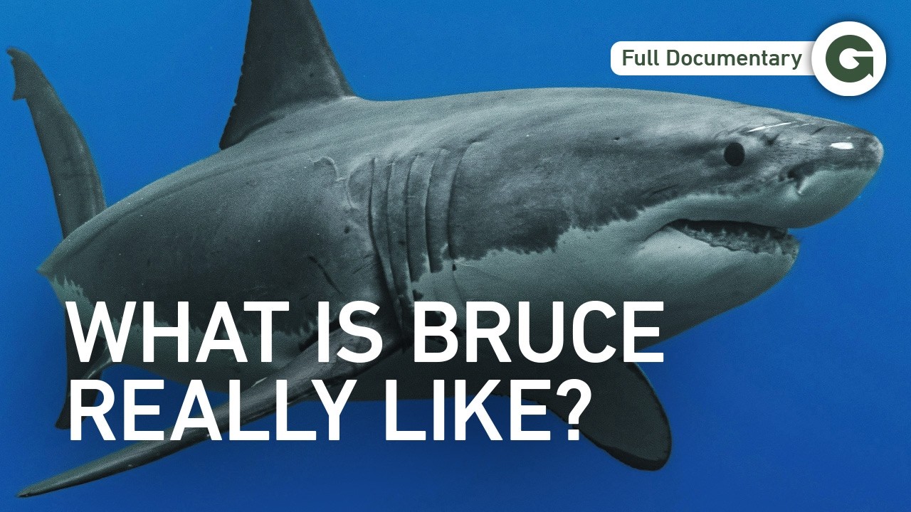 Befriending a 2,000-Pound Great White Shark | Full Documentary