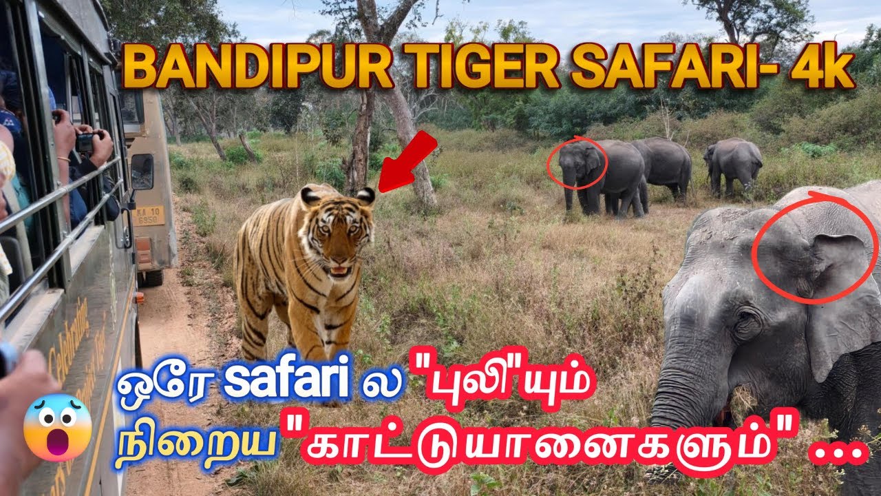 🔥ஒரே Safari -ல 