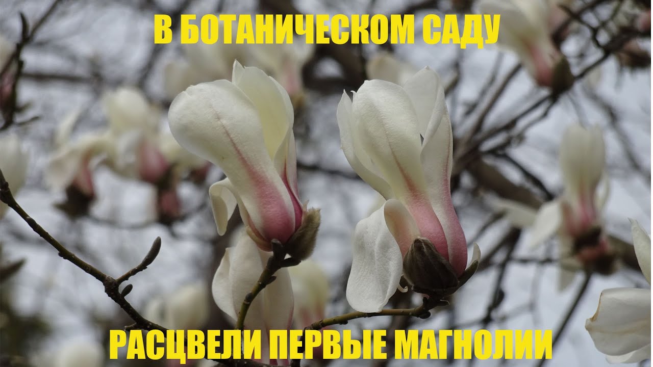 В ботаническом саду зацвели первые магнолии. (Киев. Сад им. Фомина)