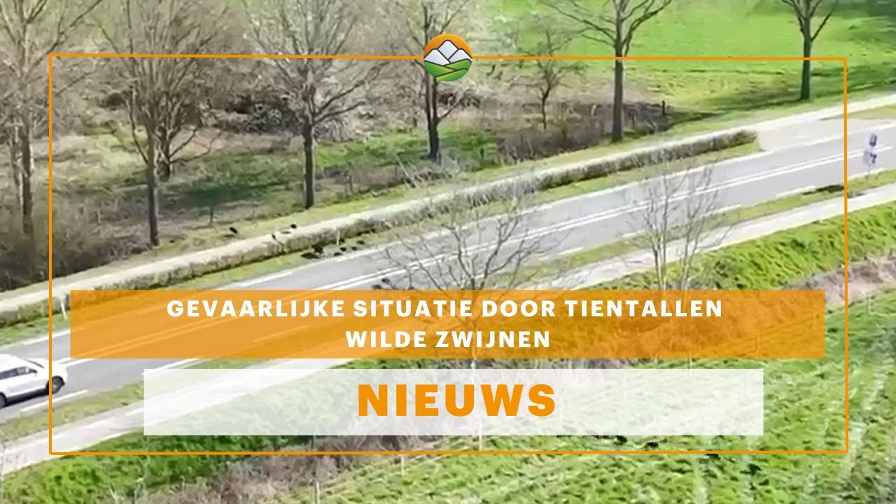 Wilde zwijnen zorgen voor gevaarlijke situatie op de weg