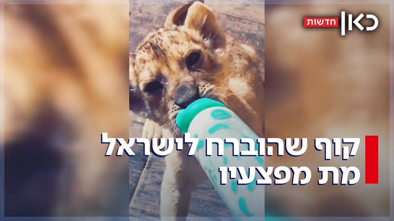 הקופים והאריות שמוברחים ממצרים לישראל - בעזרת רחפנים