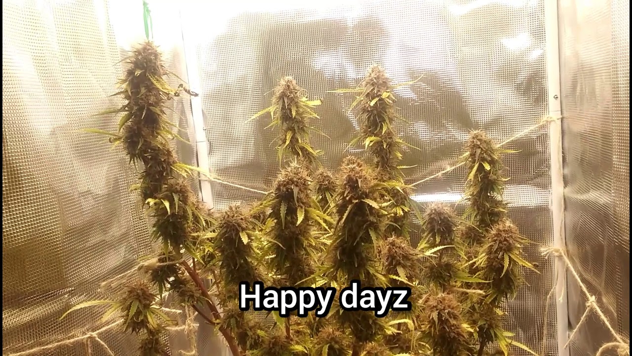 Mars hydro -- SP150 -- Harvest!##