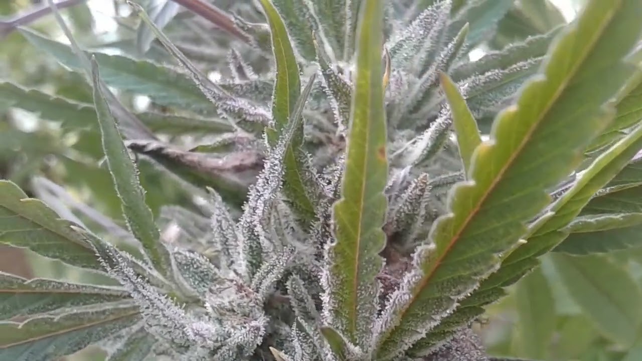 I HAVE THE MOST FROSTY GENETICS OUT! #HAYASTAN #HYE #ARMENIAN #GBOGH