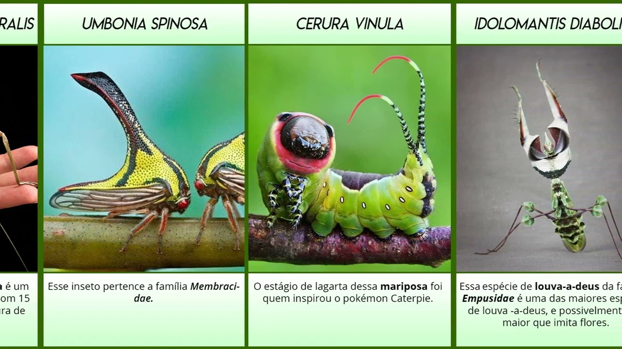 39 INSETOS incr&iacute;veis que voc&ecirc; precisa conhecer