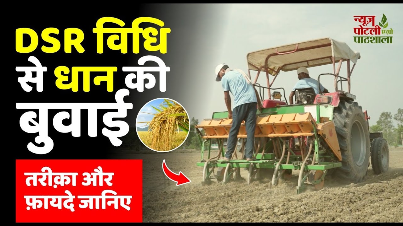 DSR विधि से धान की बुवाई || DSR method of 🌾 Paddy Farming 🌾  || News Potli Agro-Pathshala