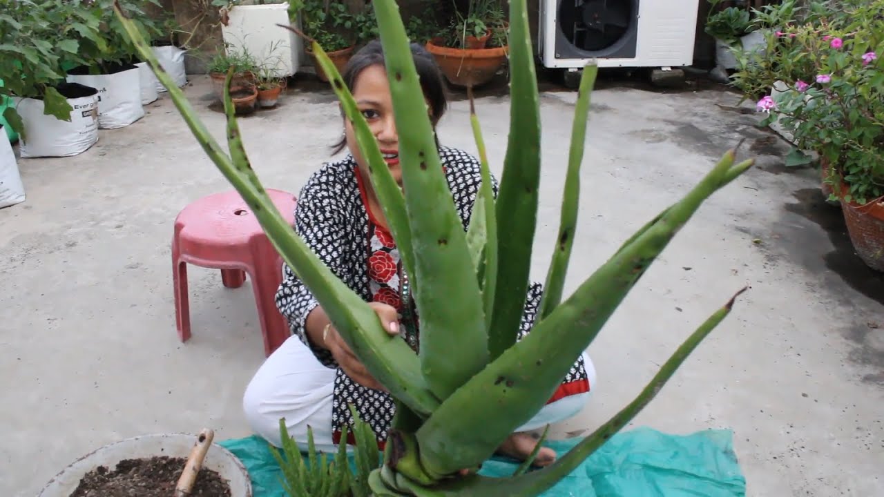 How to grow GIANT ALOE VERA for BEGINNERS | AMRIT GREENS |