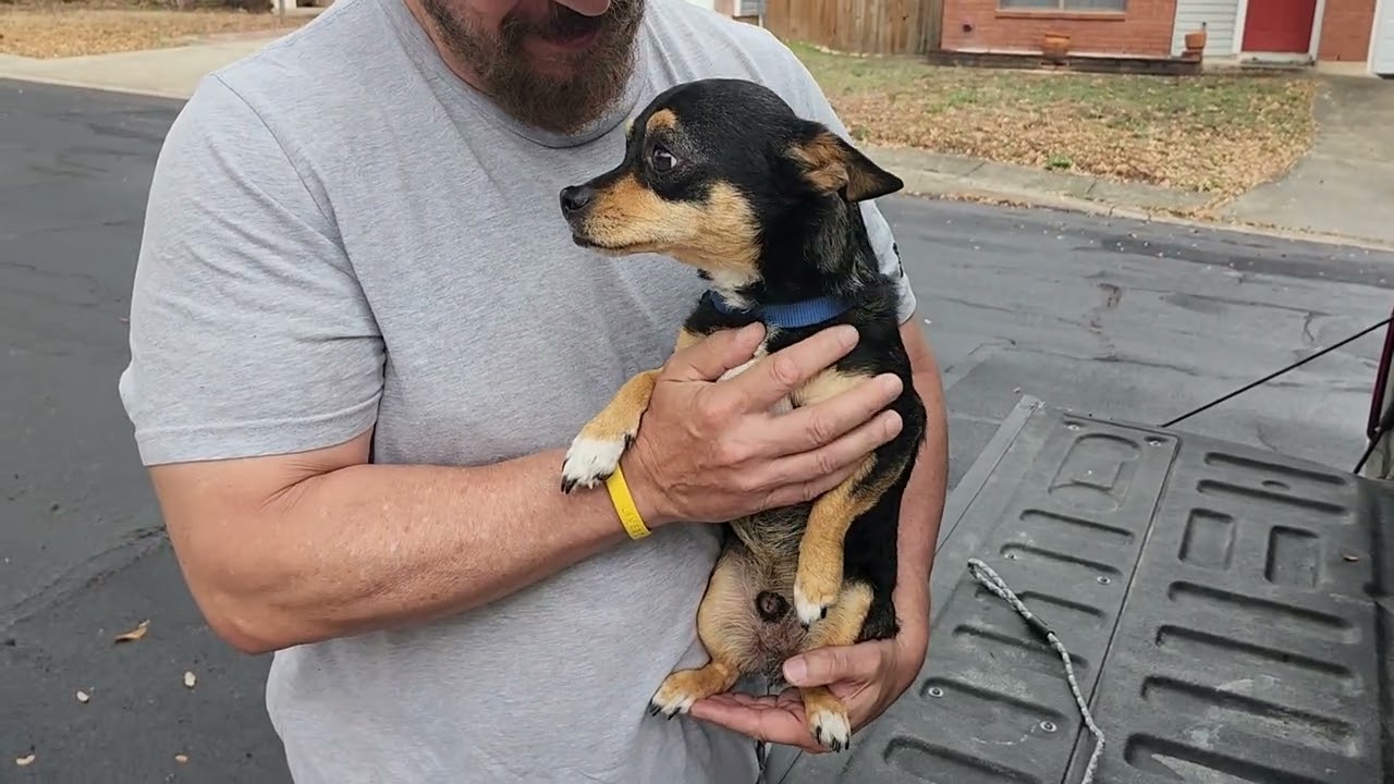 CCPAL Dog Draco