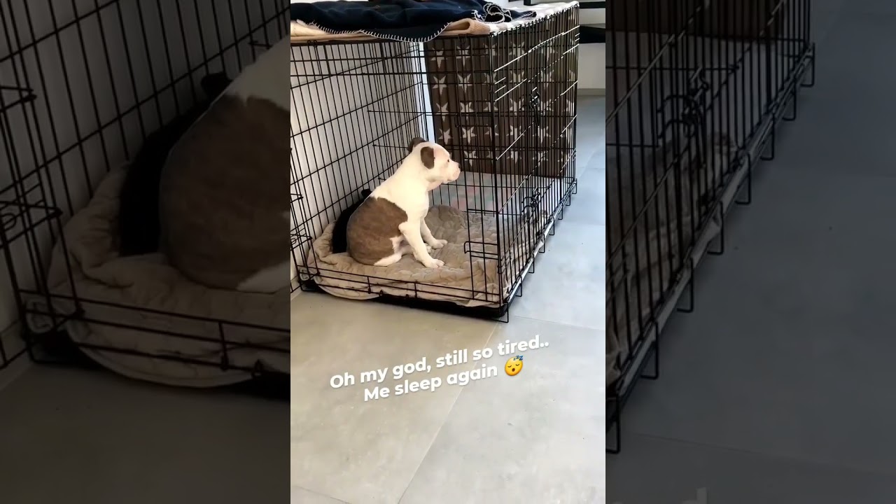 Sleepy puppy