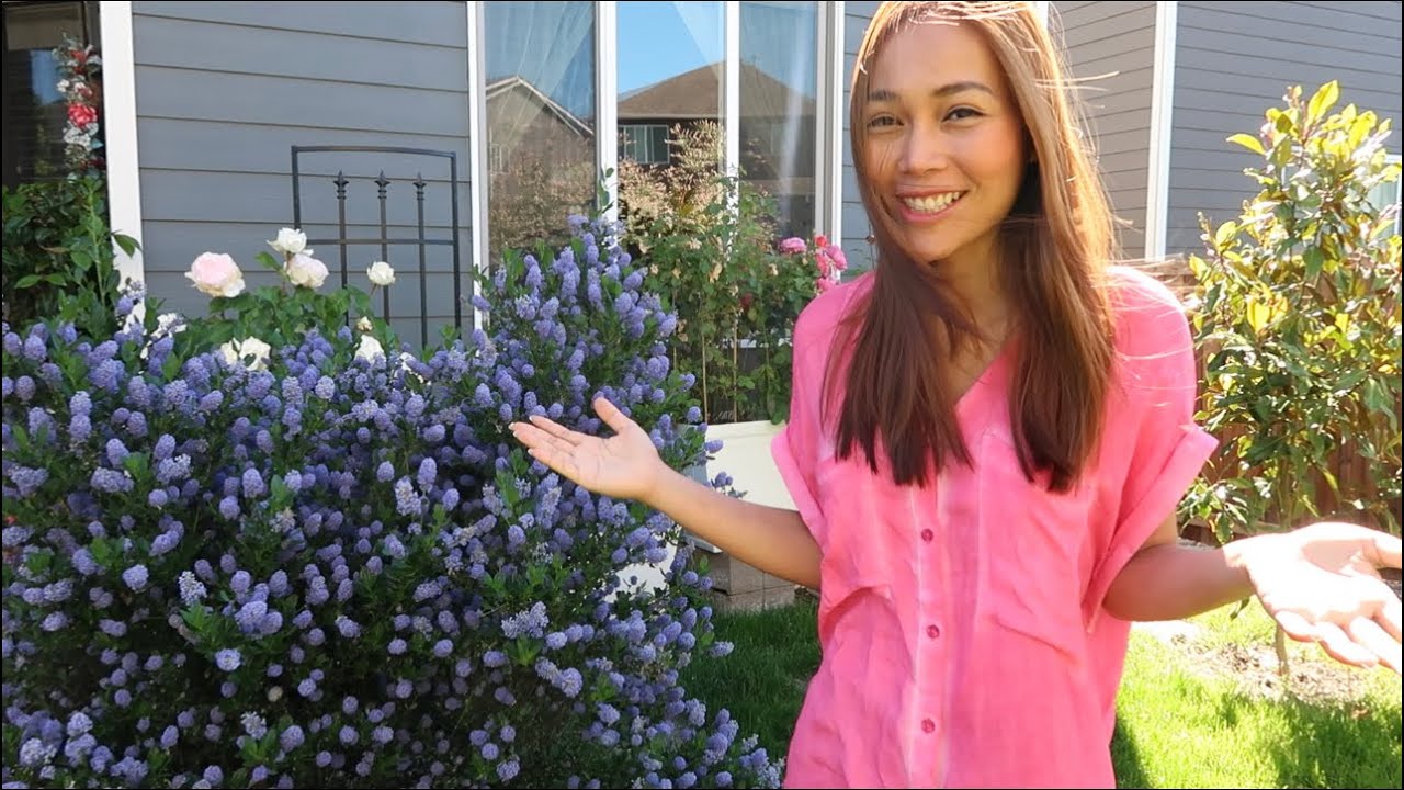 Early Summer Blooms 2022 Garden Tour Zone 8 (PNW) / Backyard Flower Garden