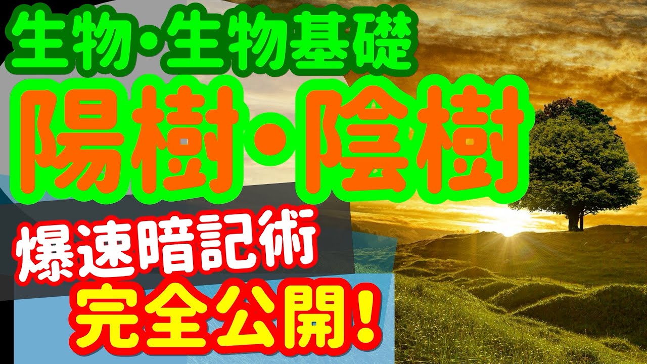 【生物基礎 28】植生【陽樹と陰樹の分類】を宇宙一わかりやすく