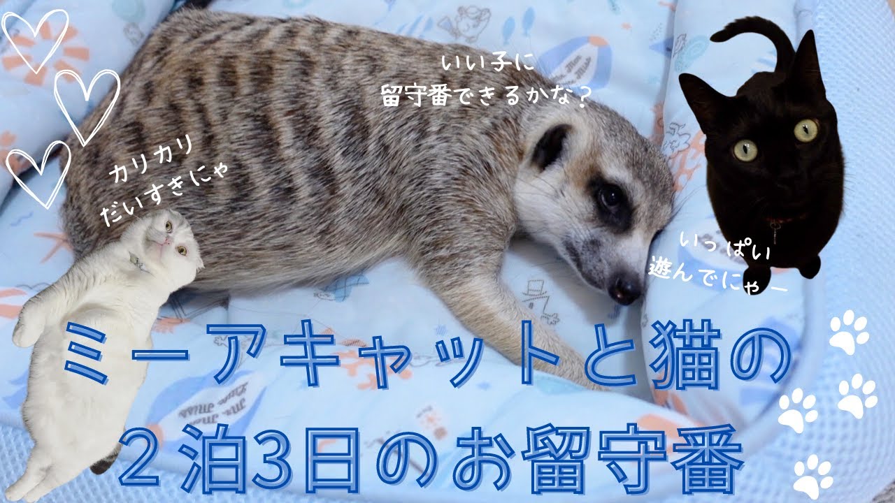 猫とミーアキャットの２泊３日のお留守番