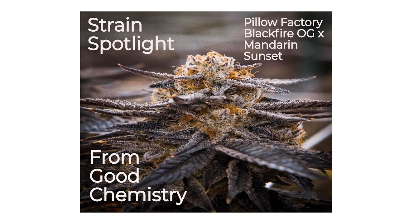 Pillow Factory -  Strain Spotlight