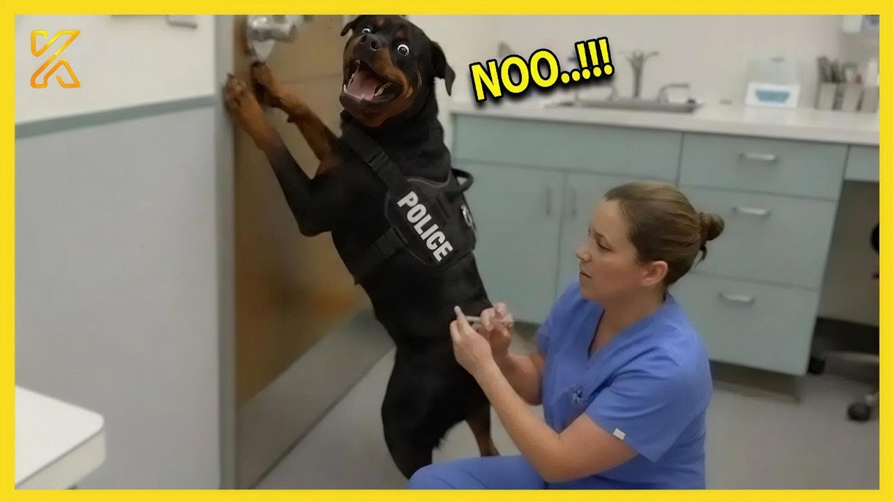🐕 Brave Dogs Totally Lose It on Their First Vet Visit 🤣 Funniest Dog Reactions Ever!