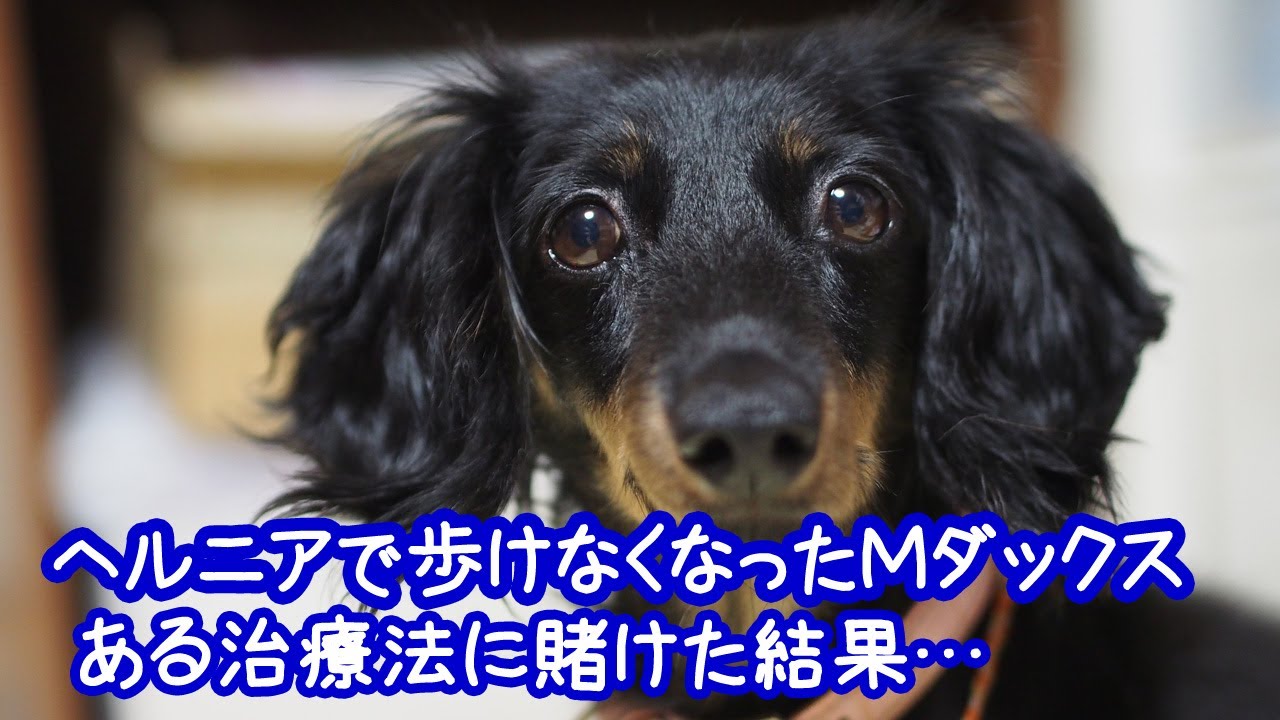 ヘルニアで歩けなくなったМダックス。私たちが託した「幹細胞療法」の結果は…？