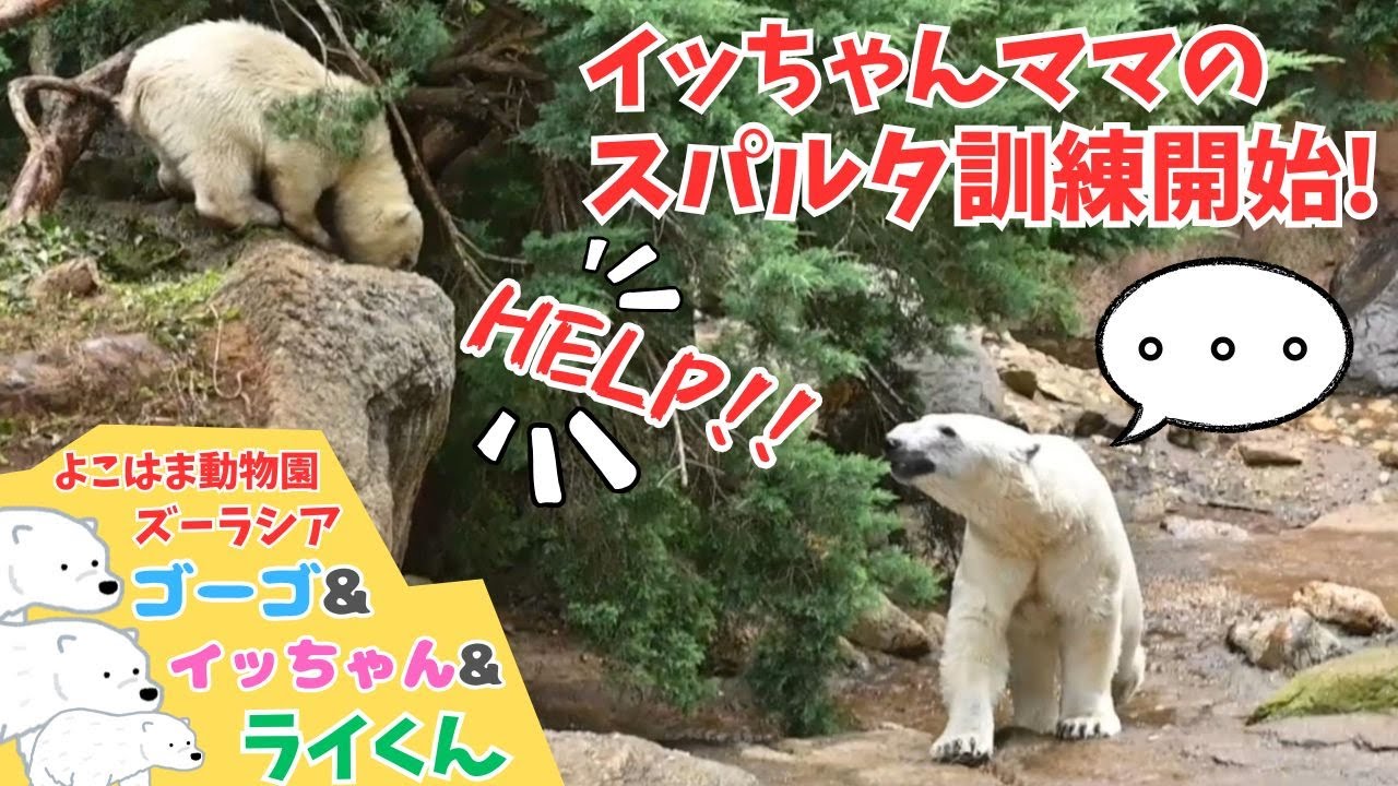 イッちゃんのスパルタ訓練にちょっと苦戦するライくん Rai has a bit of a hard time with Icchan's Spartan training.