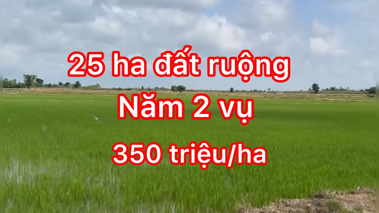 01 chủ cần bán 25 héc đất ruộng năm 2 vụ, nước thoải mái
