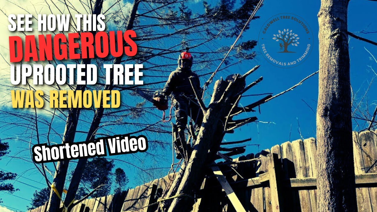 Removing an Uprooted Tree - Shortened Video