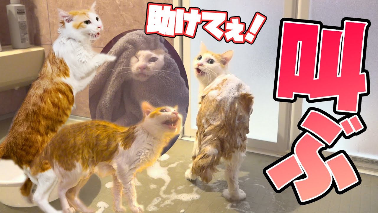 久々の水責めに鳴き叫びまくる子猫