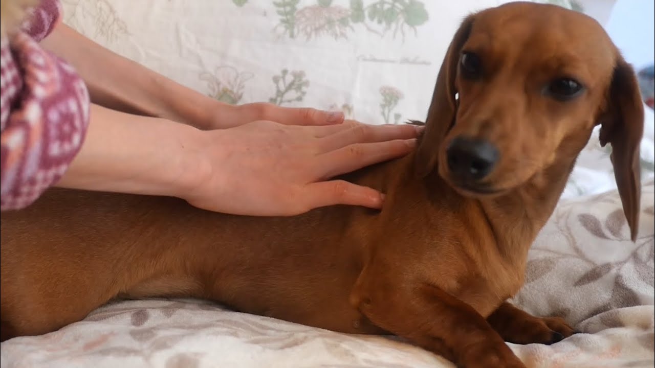 Doxie’s Daily Health Routine