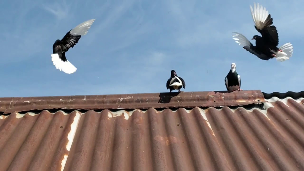 Gazi kolu Bursa Oynarları 🦅 Günay Coşkun 👍