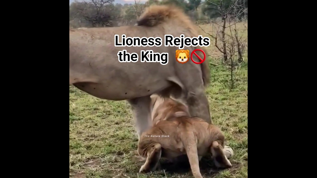 Lioness Rejects the King | Raw Wildlife #Lion #Lioness #Wildlife #Safari #TheNatureStack