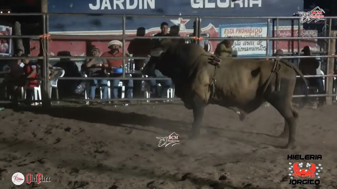 Toros en Patronales de La Candelaria en Montijo organiza Hieleria Jorgito 1 de febrero de 2026