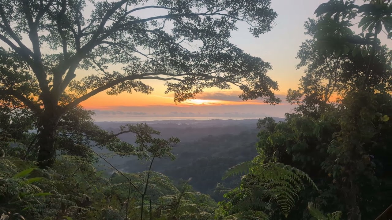 Good Morning, Costa Rica! Wake Up to Jungle Sounds