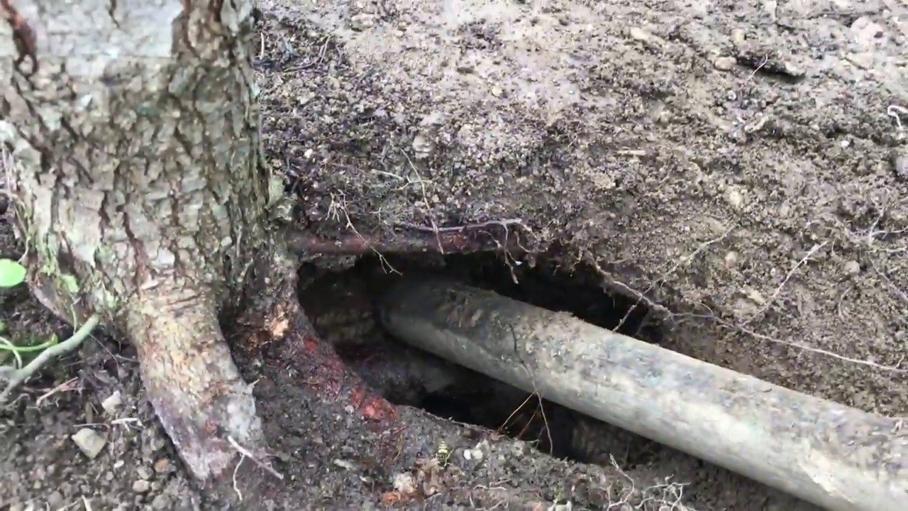 DIGGING up a yellow jacket nest with a crowbar